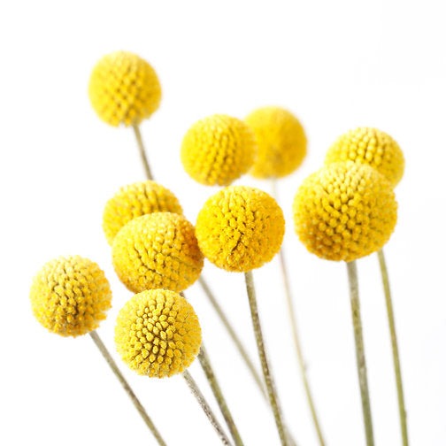 Urban Greens - Australian Native Grow Kit (Billy Buttons)