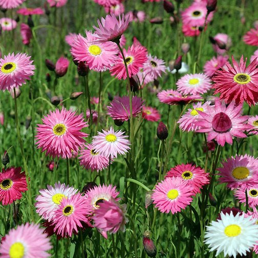 Urban Greens - Australian Native Grow Kit (Everlasting Daisies)