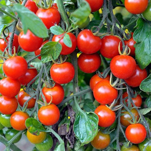 Urban Greens - Organic Veggies (Tomatoes)