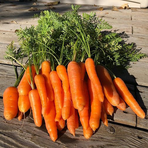 Urban Greens - Organic Veggies (Carrots)