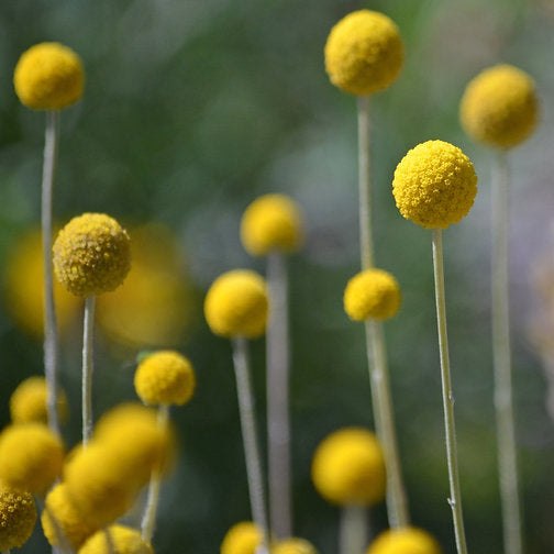 Urban Greens - Australian Native Grow Kit (Billy Buttons)