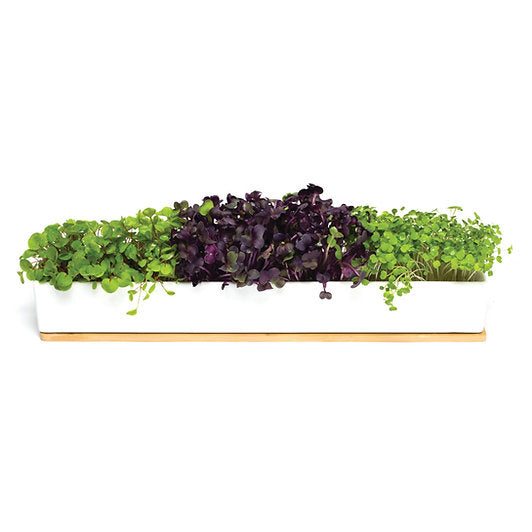 Urban Greens microgreens windowsill kit with porcelain box and bamboo lid.