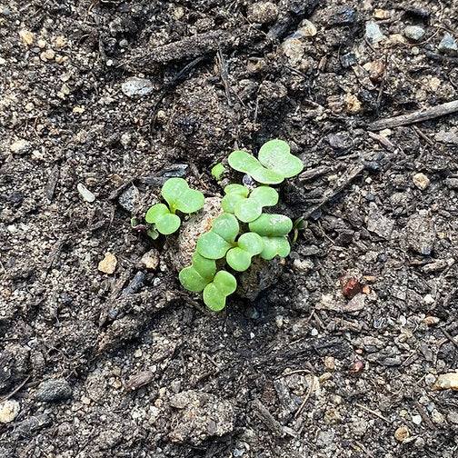 Urban Greens - Seed Balls (Leafy Greens)