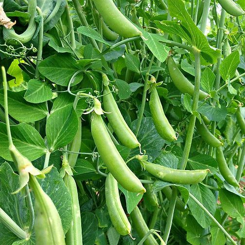 Urban Greens - Organic Veggies (Snap Peas)