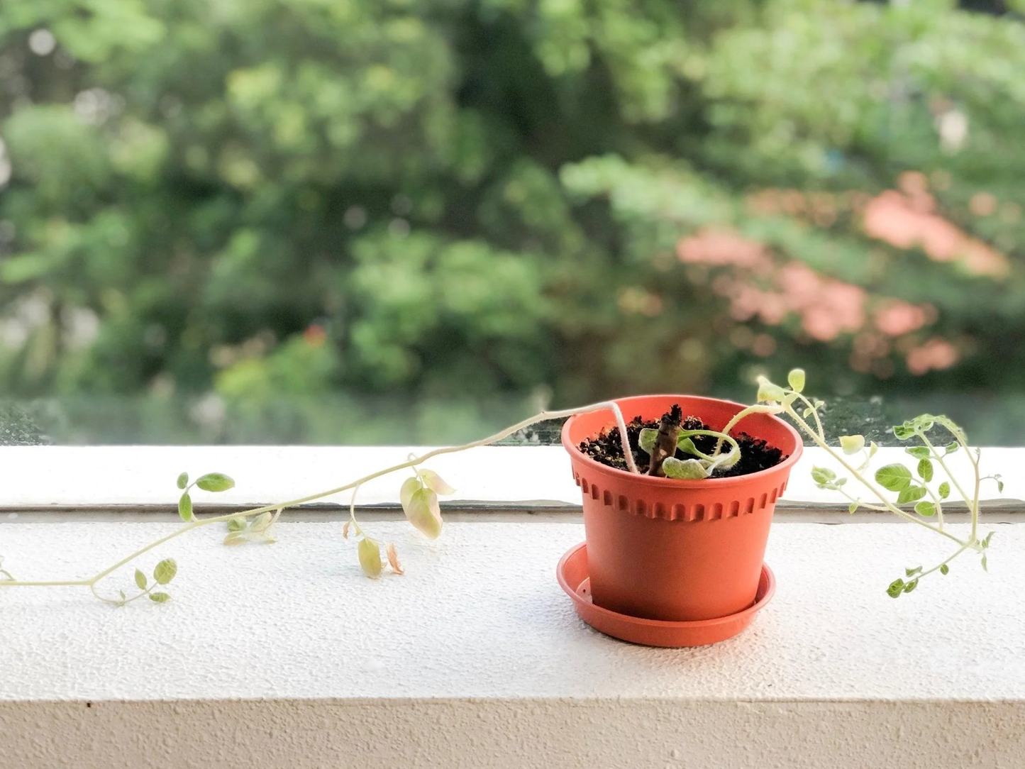 Left-Handesign | Plantable  BĪJ Pen, Tomato