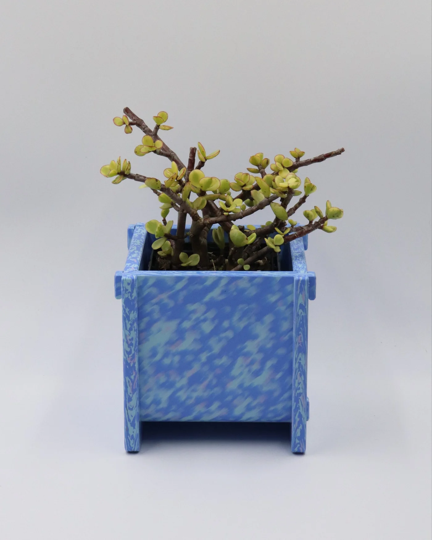 Potato and Sprout - Planter Pot + Drip Tray - Small