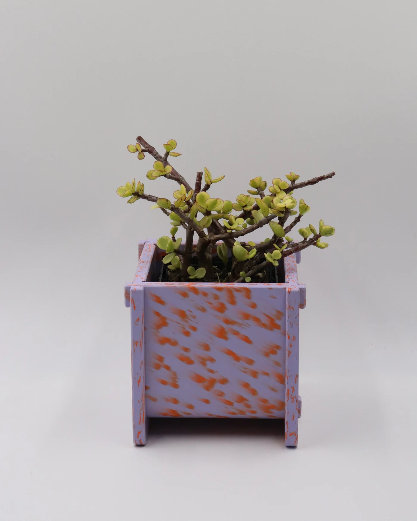 Potato and Sprout - Planter Pot + Drip Tray - Small
