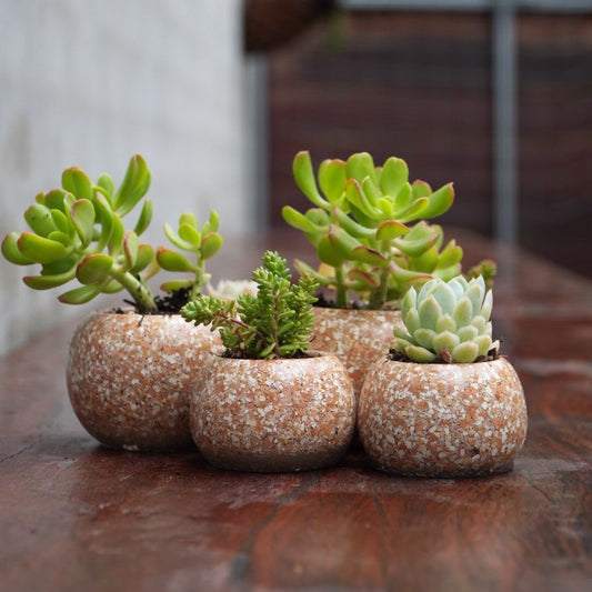 Shells Collection - Eggshell Planters
