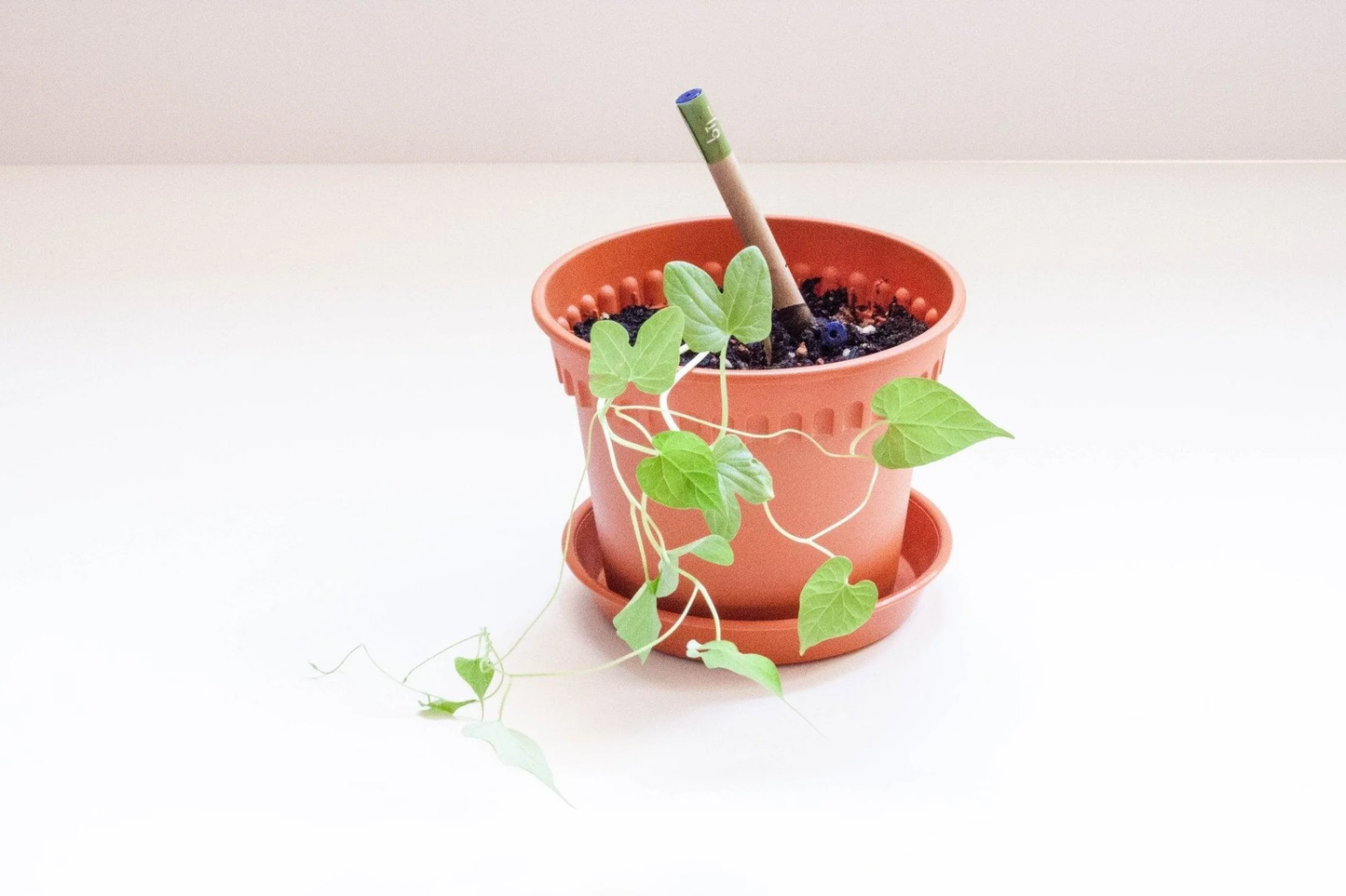 Left-Handesign | Plantable  BĪJ Pen, Morning Glory