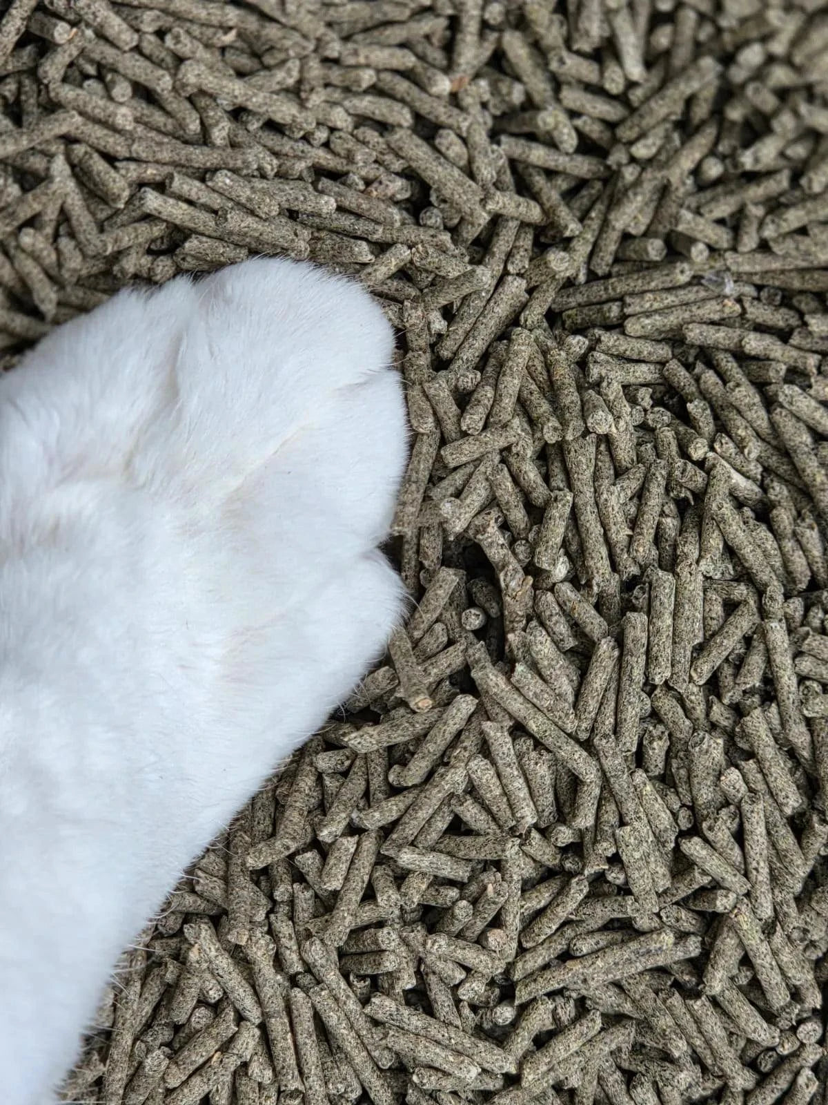 Best Fur Forward - Organic Tofu Cat Litter